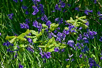 Sessile Oak (Quercus petraea) saplings growing through Bluebells (Endymion endymion) Gilfach Nature Reserve, Radnorshire Wildlife Trust, Powys, Wales, UK May