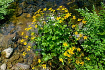 Marsh marigold (Caltha genus) flowering by river, Gilfach Nature Reserve, Radnorshire Wildlife Trust, Powys, Wales, UK
