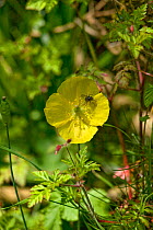 Native Welsh poppy (Meconopsis cambrica) with house fly, Gilfach Nature Reserve, Radnorshire Wildlife Trust, Powys, Wales, UK