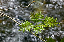 Ash (Fraxinus excelsior) emerging leaves in spring, Gilfach Nature Reserve, Radnorshire Wildlife Trust, Powys, Wales, UK May