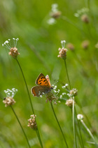 Small Copper butterfly (Lycaena phyas) newly emerged feeding on plants, Gilfach Nature Reserve, Radnorshire Wildlife Trust, Powys, Wales, UK May