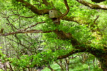 Sessile oak (Quercus petraea) nesting box sited to encourage nesting Pied flycatchers, Gilfach Nature Reserve, Radnorshire Wildlife Trust, Powys, Wales, UK May