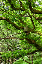 Sessile oak (Quercus petraea) nesting box sited to encourage nesting Pied flycatchers, Gilfach Nature Reserve, Radnorshire Wildlife Trust, Powys, Wales, UK May