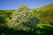 Hawthorn (Crataegus monogyna) flowering in valley, Gilfach Nature Reserve, Radnorshire Wildlife Trust, Powys, Wales, UK May