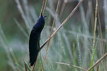 Black slug feeding on grasses in early morning dew, Gilfach Nature Reserve, Radnorshire Wildlife Trust, Powys, Wales, UK