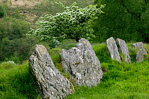 Slabs of rock being used as field boundary in Elizabethan farm in upland Wales, background flowering Hawthorn, Gilfach Nature Reserve, Radnorshire Wildlife Trust, Powys, Wales, UK May