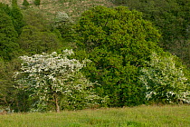 Hawthorn in flower (Cratagus monogyna) in upland nature reserve with Sessile oak alongside, Gilfach Nature Reserve, Radnorshire Wildlife Trust, Powys, Wales, UK May