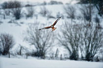 Red Kite (Milvus milvus) flying in snow, Rhayader, Wales, 2012. Commended, Landscape Photographer of the Year 2012 competition