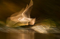 Black-headed gull (Chroicocephalus ridibundus) adult in winter plumage, taking off at dawn from tranquil lake.  (Non-ex) Derbyshire, UK. Highly commended, GDT competition 2012, Nature's studio categor...