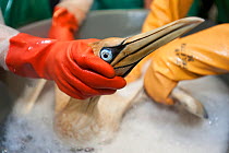 Cape Gannet (Morus capensis) being washed to remove the oil that coats its feathers at the Southern African Foundation for the Conservation of Coastal Birds (SANCCOB). Vulnerable species. Third place...