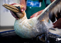 Cape Gannet (Morus capensis) being rinsed after a wash with soap to remove the oil that coated its feathers at the Southern African Foundation for the Conservation of Coastal Birds (SANCCOB). Vulnerab...