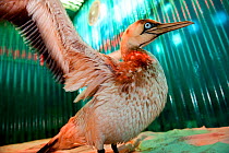 Cape gannet (Morus capensis) drying in a heated pen (a heat lamp illuminates the pen with a red light) after its first wash, which removed some of the oil that coated its feathers. Some oil remains on...