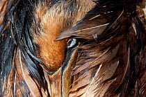 Cape gannet (Morus capensis) drying after a swim in the pool. Its feathers are still coated in oil and once the bird is strong enough it will be washed. Southern African Foundation for the Conservatio...