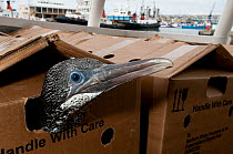 Cape Gannet (Morus capensis) juvenile being transported by boat in a cardbord box. To be released after hand rearing and rehabilitation at the Southern African Foundation for the Conservation of Coast...