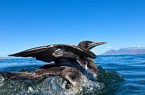Cape Gannet (Morus capensis) juvenile released at sea near Robben Island, Table Bay, after hand rearing and rehabilitation at the Southern African Foundation for the Conservation of Coastal Birds (SAN...