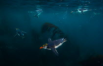 Royal Penguin (Eudyptes schlegeli) diving underwater near Macquarie Island, Sub-Antarctica, Australia. Highly commended, GDT competition 2012.