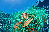 Loggerhead turtle (Caretta caretta) trapped in a drifting abandoned net, Mediterranean Sea. (Winner of the One Earth Award, WPY Competition 2010 )