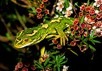 Jewelled gecko (Naultinus gemmeus) on a kanuka bush (Kunzea ericoides). Banks Peninsula; Canterbury, South Island, New Zealand.
