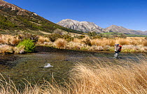 Fly fisherman (Murray Trowbridge) hooking a large brown trout (Salmo trutta) on the spring fed Hydra Waters, North Canterbury, South Island, New Zealand, November, 2003. Model released.