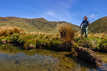A fly fisherman 'playing' a large brown trout (Salmo trutta) on small spring fed creek, North Canterbury, South Island, New Zealand, December, 2003.