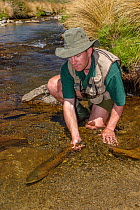 Fly fisherman (Michael Watson) practising 'catch and release'. Releasing a large brown trout (Salmo trutta) which was caught in a small spring fed stream, North Canterbury, South Island, New Zealand,...