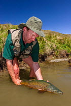 Fly fisherman (Michael Watson) releasing a large brown trout (Salmo trutta) which was caught on a small spring fed stream. 'Catch and release' is widely practised in New Zealand. North Canterbury, Sou...