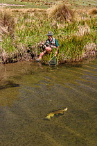 Fly fisherman (Michael Watson) 'playing' a large brown trout (Salmo trutta) on small spring fed creek, North Canterbury, South Island, New Zealand, December, 2003. Model Released.