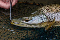 Brown trout (Salmo trutta) having artificial nymph removed with forcep while being held in clear water, North Canterbury, New Zealand. November.