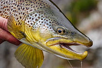 Brown trout (Salmo trutta) with artificial dry fly ( Parachute Adams) in corner of mouth. North Canterbury, South Island, New Zealand. January.