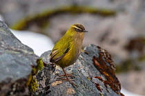 New Zealand Rock Wren (Xenicus gilviventris) perched on a rock; Homer Tunnel, Fiordland National Park, South Island, New Zealand.