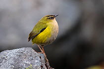 RF- New Zealand Rock Wren (Xenicus gilviventris) perched on a rock. Homer Tunnel, Fiordland National Park, South Island, New Zealand. Vulnerable species. (This image may be licensed either as rights m...