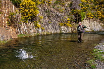 Fly fisherman (David Tasker) 'playing' a large brown trout (Salmo trutta) on a small stream, North Canterbury, South Island, New Zealand. October, 2005. Model released.