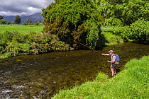 RF-  Fly fisherman fishing 'blind' for brown trout (Salmo trutta) on small spring creek which runs through farmland. He drifts a weighted nymph through likely holding areas for trout. Westland, West C...