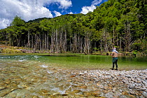Fly fisherman (Paul van Klink) 'sight' fishing to brown trout (Salmo trutta) in a gin clear 'backcountry' river, Ugly River, Kahurangi National Park, Buller District, South Island, New Zealand. Decemb...