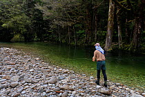 Fly fisherman (Paul van Klink) casting a fly to a sighted brown trout (Salmo trutta) in a gin clear 'backcountry' river, Ugly River, Kahurangi National Park, Buller District, South Island, New Zealand...