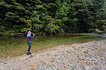 Fly fisherman (Paul van Klink) hooking a lively brown trout (Salmo trutta) in a clear 'backcountry' river, Ugly River, Kahurangi National Park, Buller District, South Island, New Zealand. December, 20...