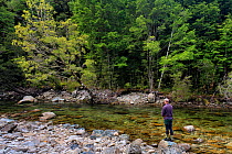 Fly fisherman (Paul van Klink) drifting a fly pass a brown trout (Salmo trutta) in a gin clear 'backcountry' river, Ugly River, Kahurangi National Park, Buller District, South Island, New Zealand. Dec...