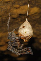 Nelson Cave Spider (Spelungula cavernicola) covered in dew, sitting on empty egg sack, Oparara River, Kahurangi National Park, Buller District, South Island, New Zealand. January.