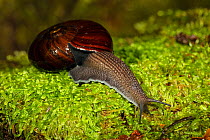 Giant land snail (Powelliphanta spp.) on wet moss, Oparara River, Kahurangi National Park, Buller District, South Island, New Zealand. January, 2006.