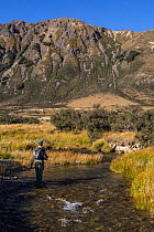 Fly fisherman drifting a fly pass a rainbow trout (Oncorhynchus mykiss) in a gin clear 'backcountry' stream, North Canterbury, Selwyn District, South Island, New Zealand. February, 2006.