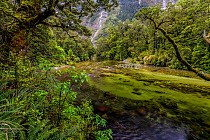 The Clinton River on the Milford Track, Fiordland National Park, Southland District, South Island, New Zealand. November, 2006.