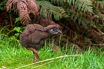 Western Weka chick walking along forest edge. Milford Track, Fiordland National Park, Southland, South Island, New Zealand. November, 2006.