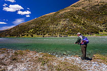 Fly fisherman (David Tasker) drifting an artifical fly pass a 'sighted' brown trout (Salmo trutta) on the Oreti River, Te Anau, Southland District, South Island, New Zealand. December, 2006. Model rel...