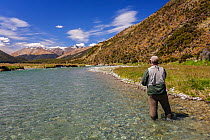 Fly fisherman (David Tasker) drifting an artificial fly passed a 'sighted' brown trout (Salmo trutta) sitting in shadow water, Oreti River, Te Anau, Southland District, South Island, New Zealand. Dece...