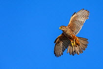 New Zealand Falcon (female) in flight. Oreti River, Mossburn, Southland, South Island, New Zealand. December.