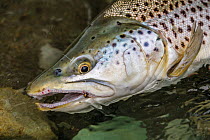 Brown trout (Salmo trutta) with artificial gold bead nymph in corner of mouth, lying in a gin clear water in the Southern Alps, Oreti River, Te Anau, Southland, South Island, New Zealand. December, 20...