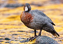 Blue Duck (Hymenolaimus malacorhynchos) perched on mid-stream boulder with late eveing light colouring the water in the background. Hollyford River, Fiordland National Park, Southland, South Island, N...