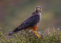 New Zealand Falcon (Falco novaeseelandiae), male perched on shrub. Oreti River, Mossburn, Southland, South Island, New Zealand. December.