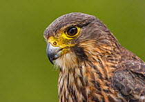 New Zealand Falcon (Falco novaeseelandiae) , female, close up portrait of head and shoulder, Oreti River, Mossburn, Southland, South Island, New Zealand. December.