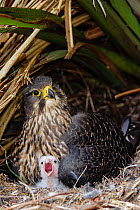 New Zealand Falcon (Falco novaeseelandiae), female with chick on nest made under a native flax plant. Oreti River, Mossburn, Southland, South Island, New Zealand. December.